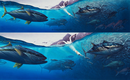 Baitball - Easy Pickings