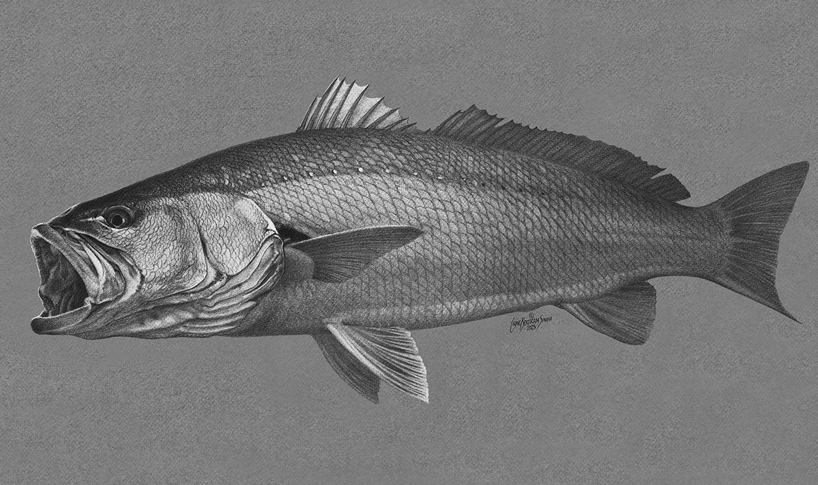 Argyrosomus (Kob) - Original Available