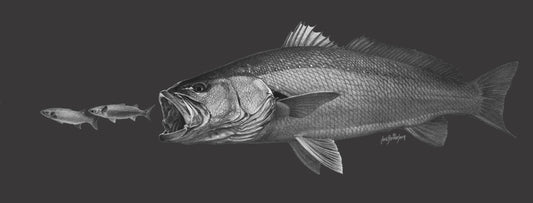 Argyrosomus - Kob / Mulloway