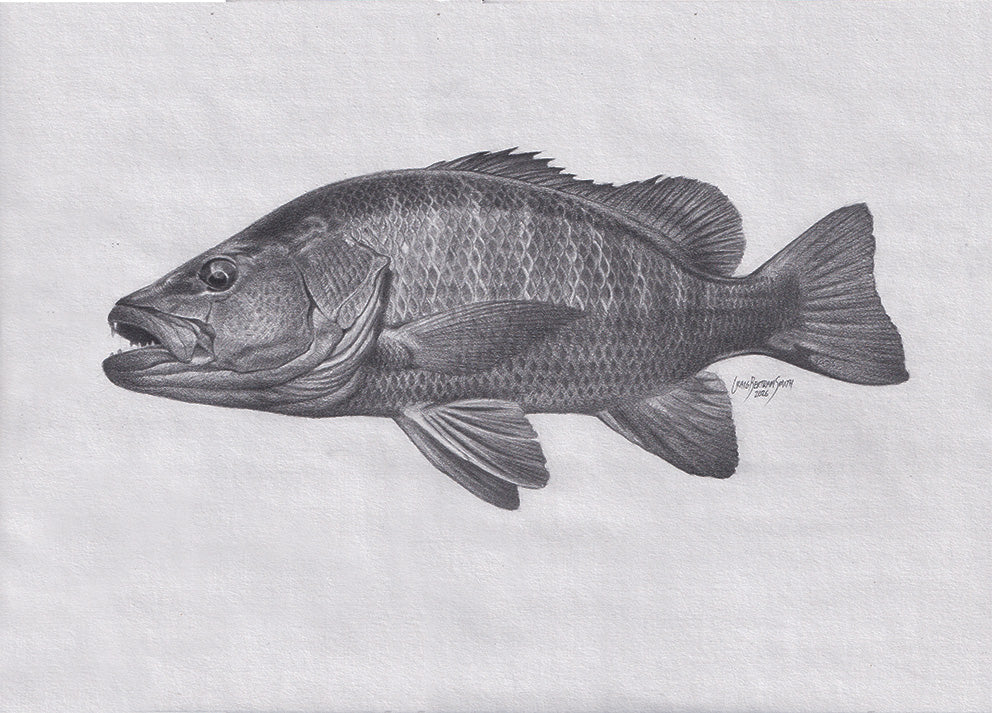 Mangrove Snapper Drawing