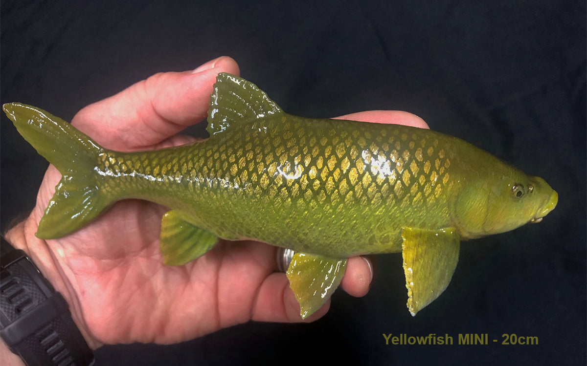 Smallmouth Yellowfish Model
