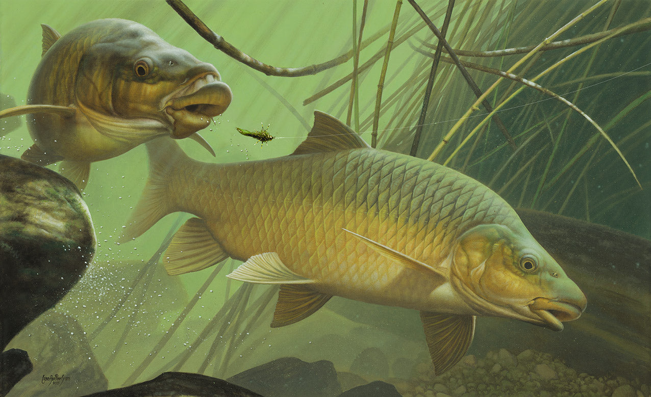 Yellowfish of South Africa (5 Print set)