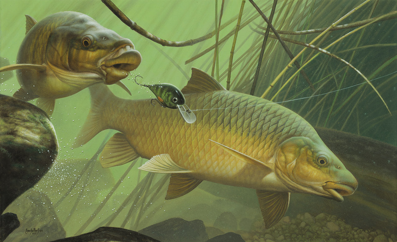 Smallmouth Yellowfish Carrot