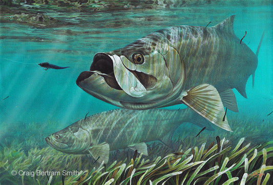 Tarpon and Turtle Grass