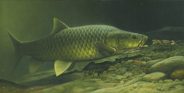 Yellowfish of South Africa