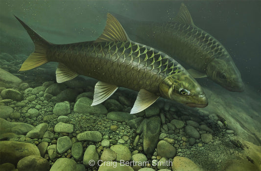 Largescale Yellowfish