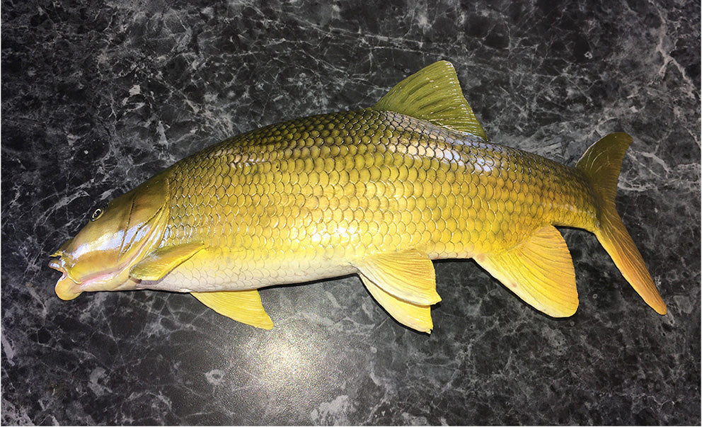 Smallmouth Yellowfish Replica