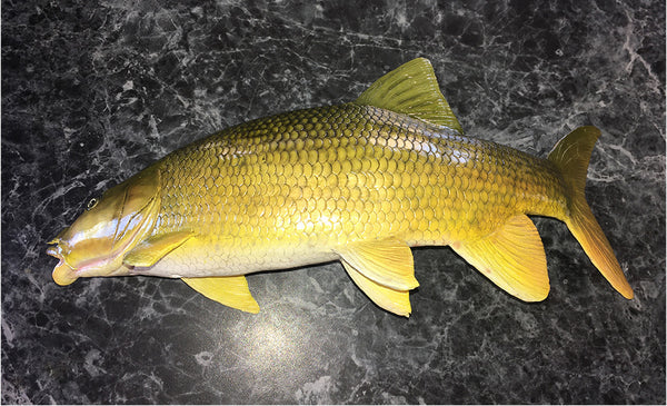 Smallmouth Yellowfish Replica