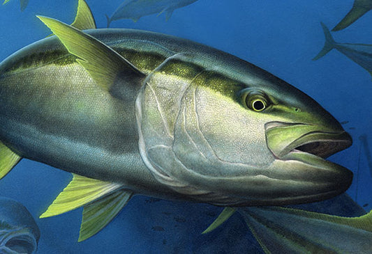 Yellowtail painting - finished