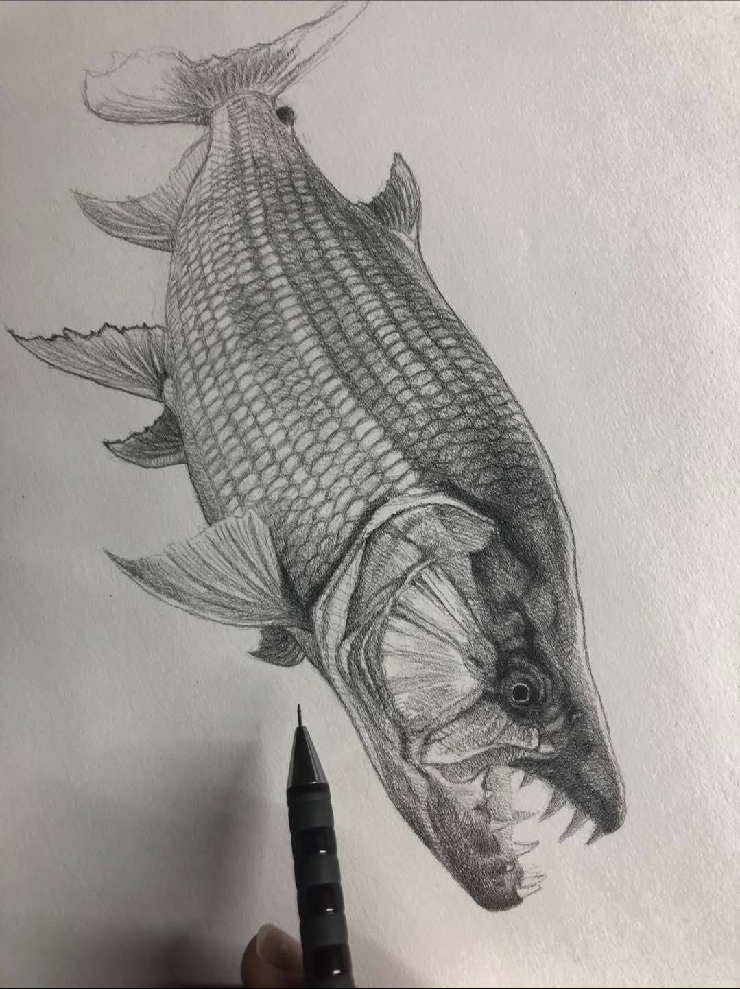 Goliath Tigerfish Drawing