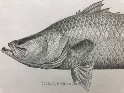 Baramundi Drawing