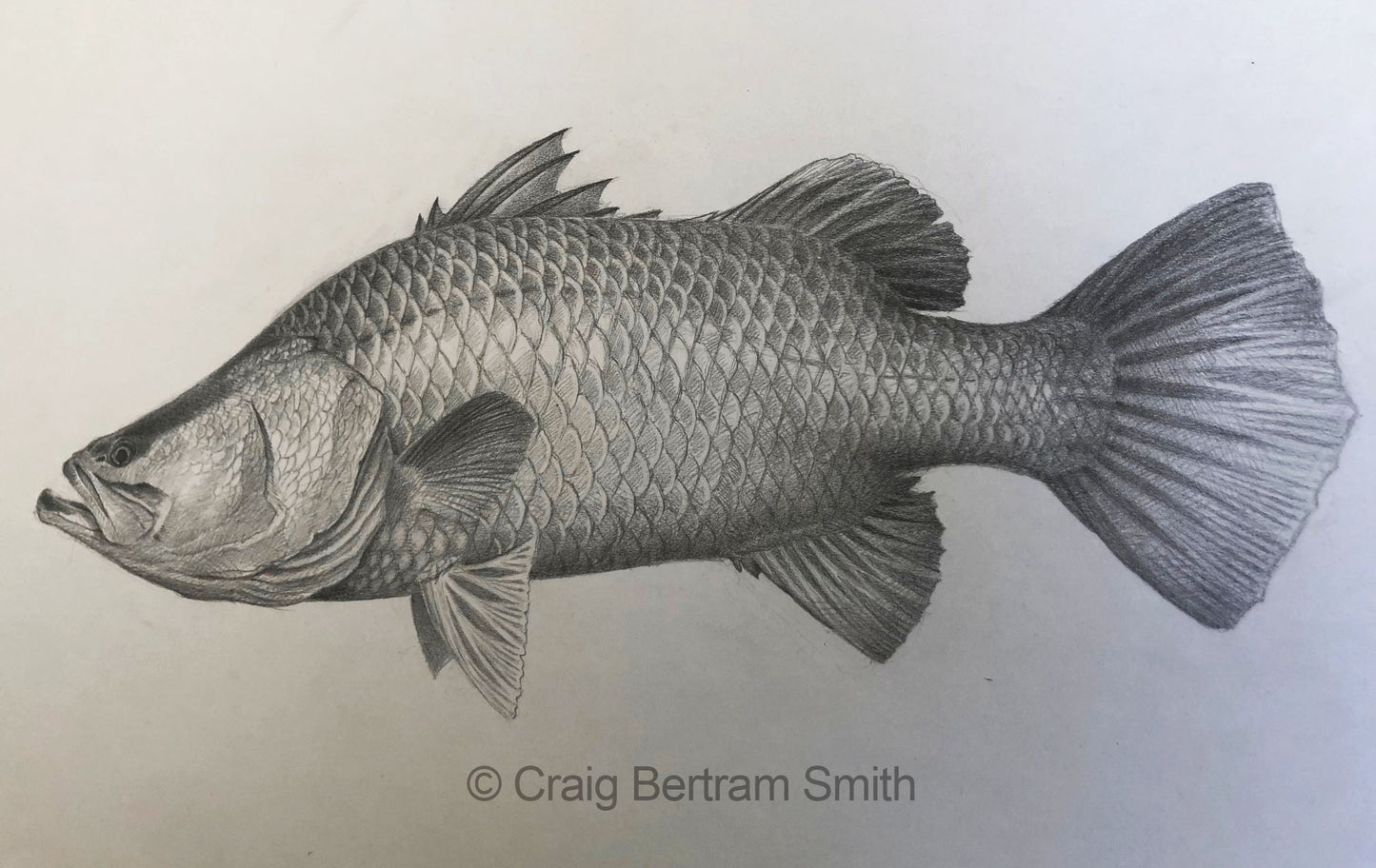 Baramundi Drawing