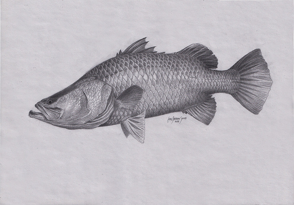 Baramundi Drawing