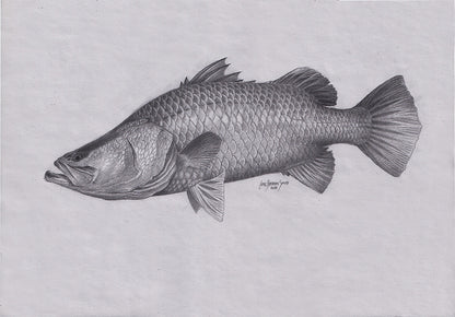 Baramundi Drawing