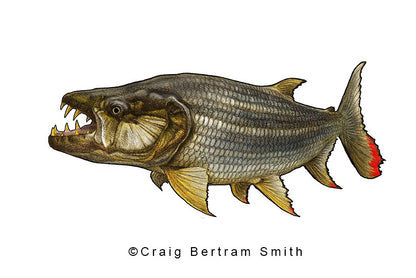 Goliath Tigerfish Drawing