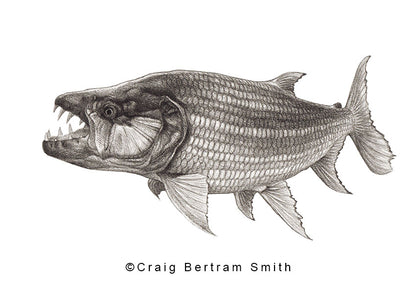 Goliath Tigerfish Drawing
