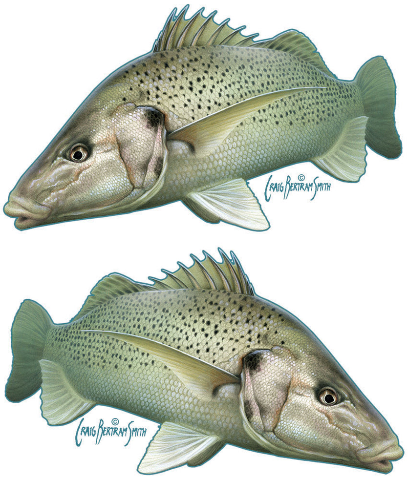 Spotted Grunter Decal – Craig Bertram Smith