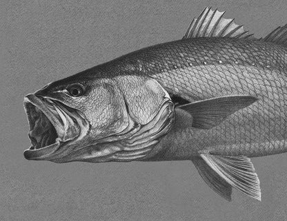 Argyrosomus (Kob) - Original Available