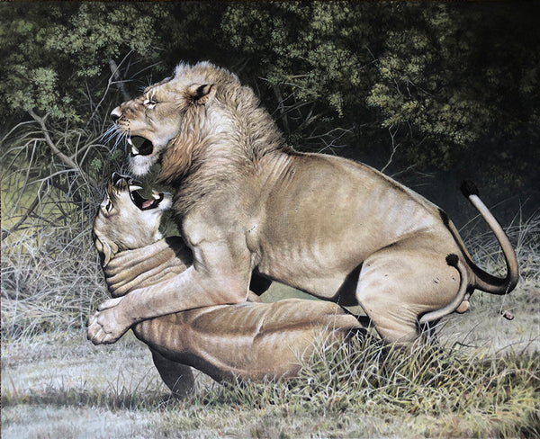 Amorous Scuffle - Lions