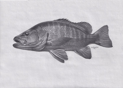 Mangrove Snapper Drawing