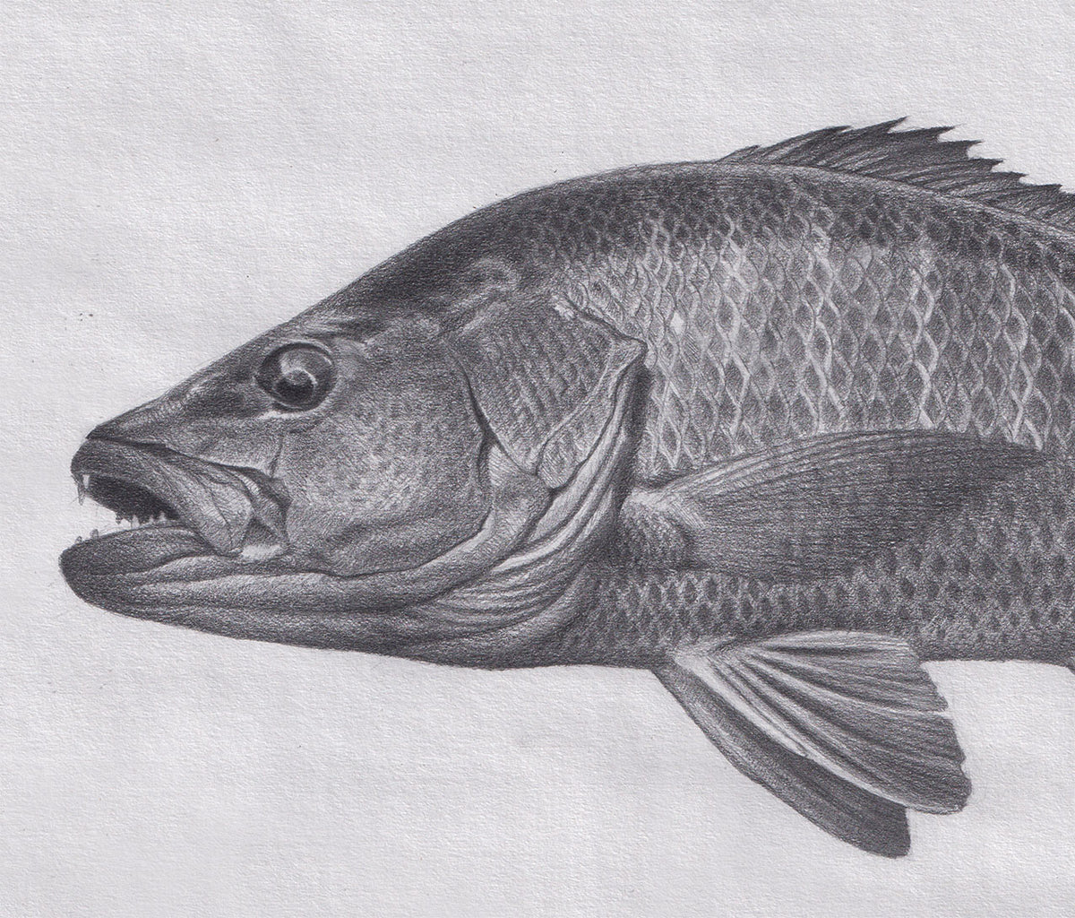 Snapper Rocks Drawing Mangrove Snapper Drawing – Craig Bertram Smith