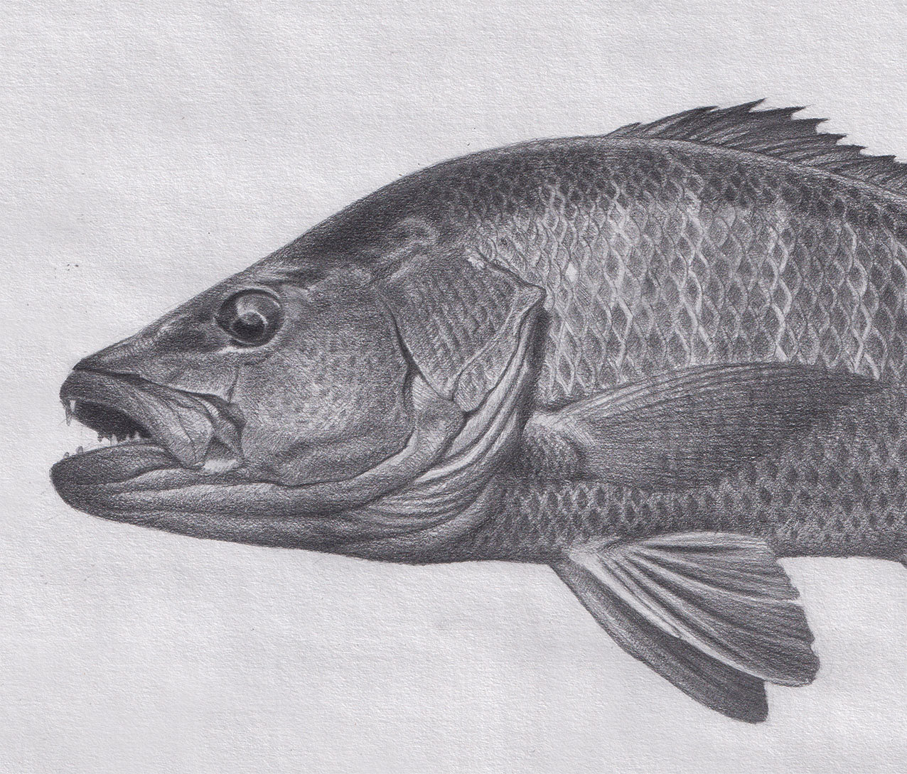 Mangrove Snapper Drawing