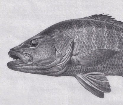 Mangrove Snapper Drawing