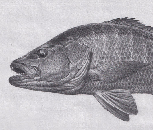 Mangrove Snapper Drawing