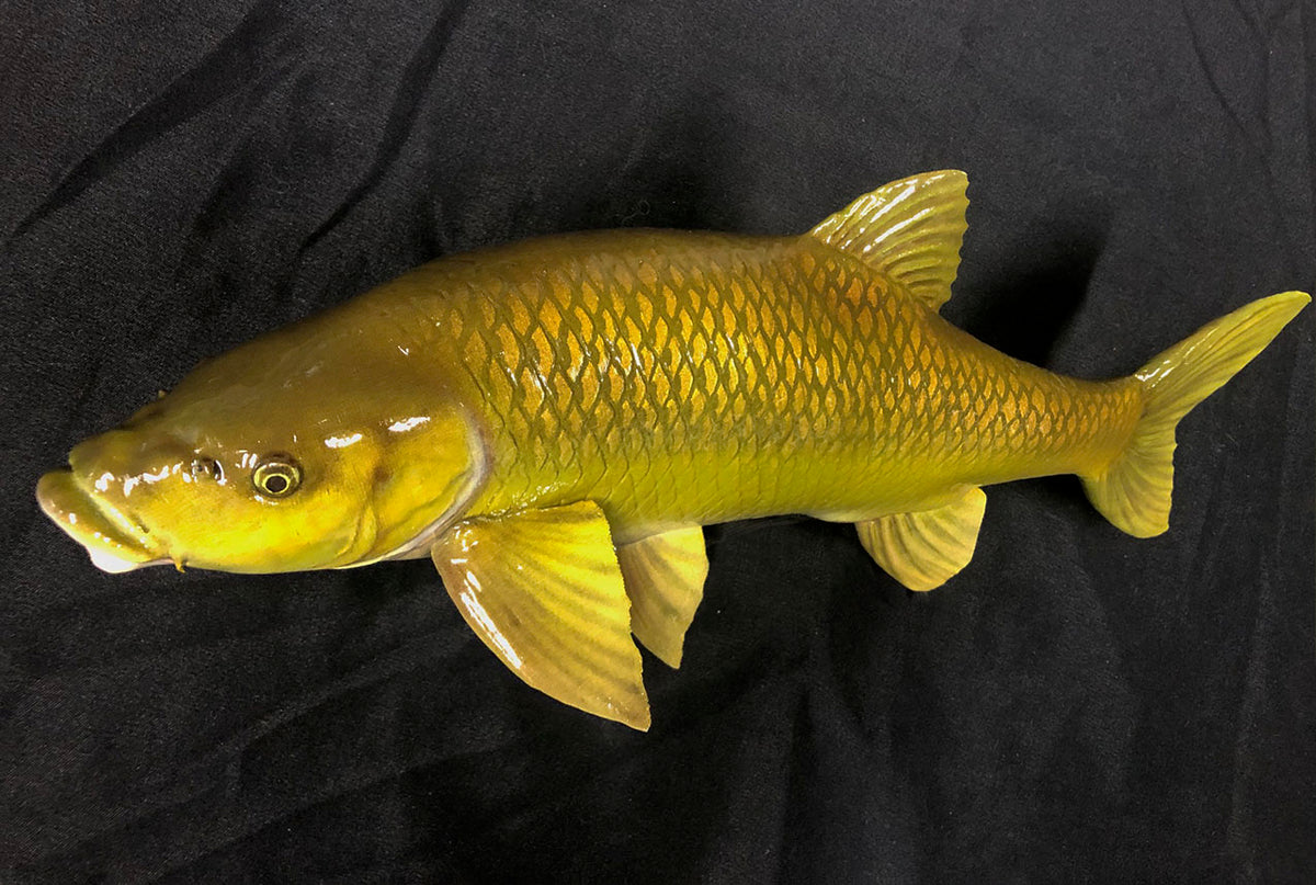 Smallmouth Yellowfish Model