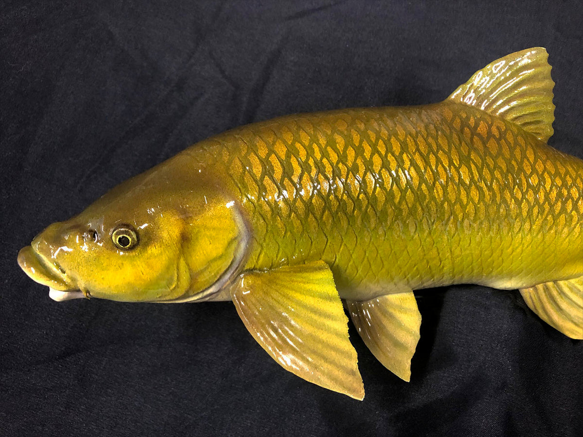 Smallmouth Yellowfish Model