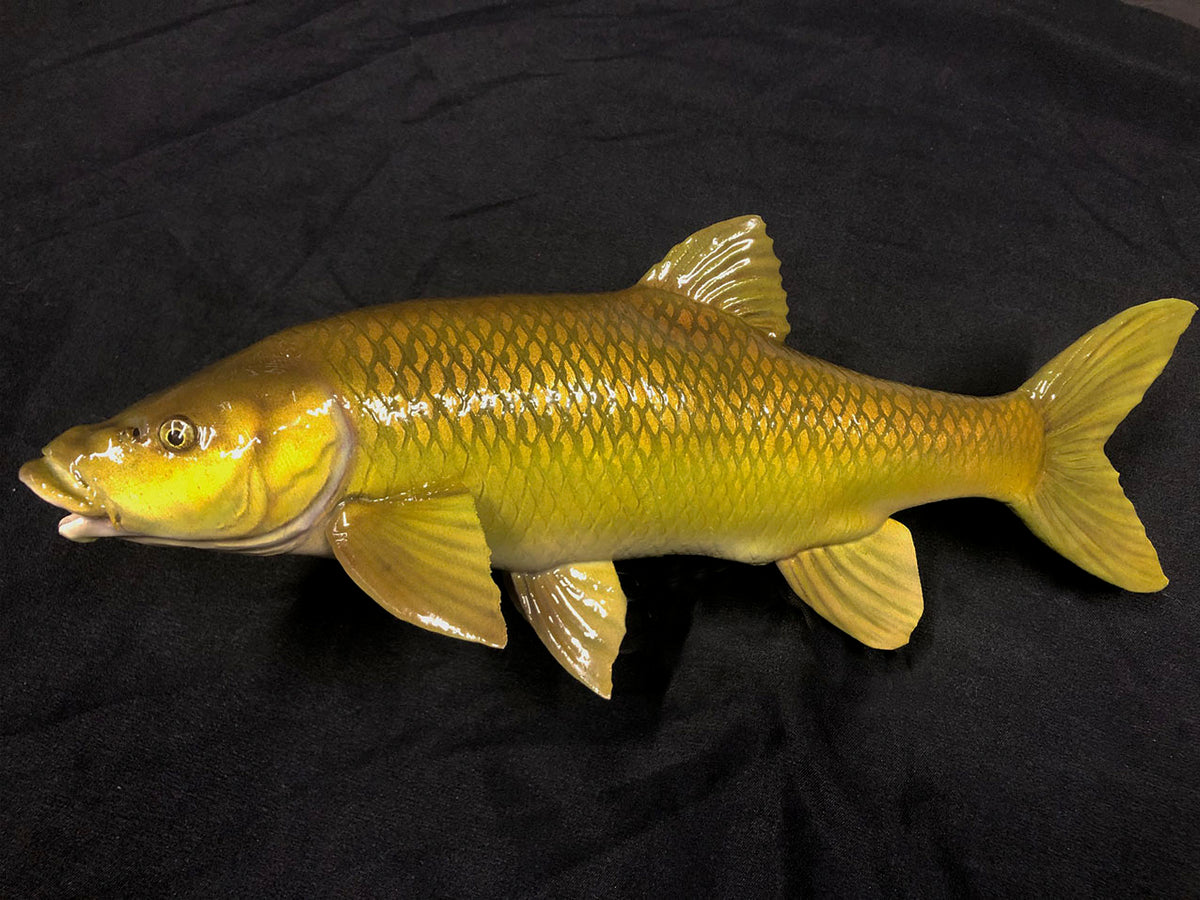 Smallmouth Yellowfish Model