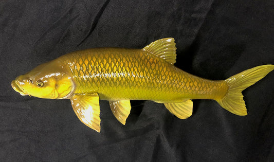 Smallmouth Yellowfish Model