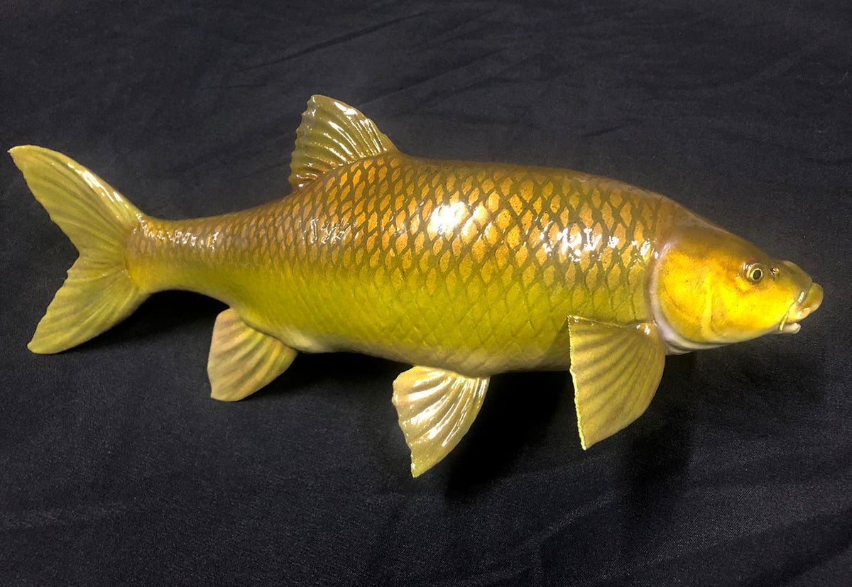 Smallmouth Yellowfish Model