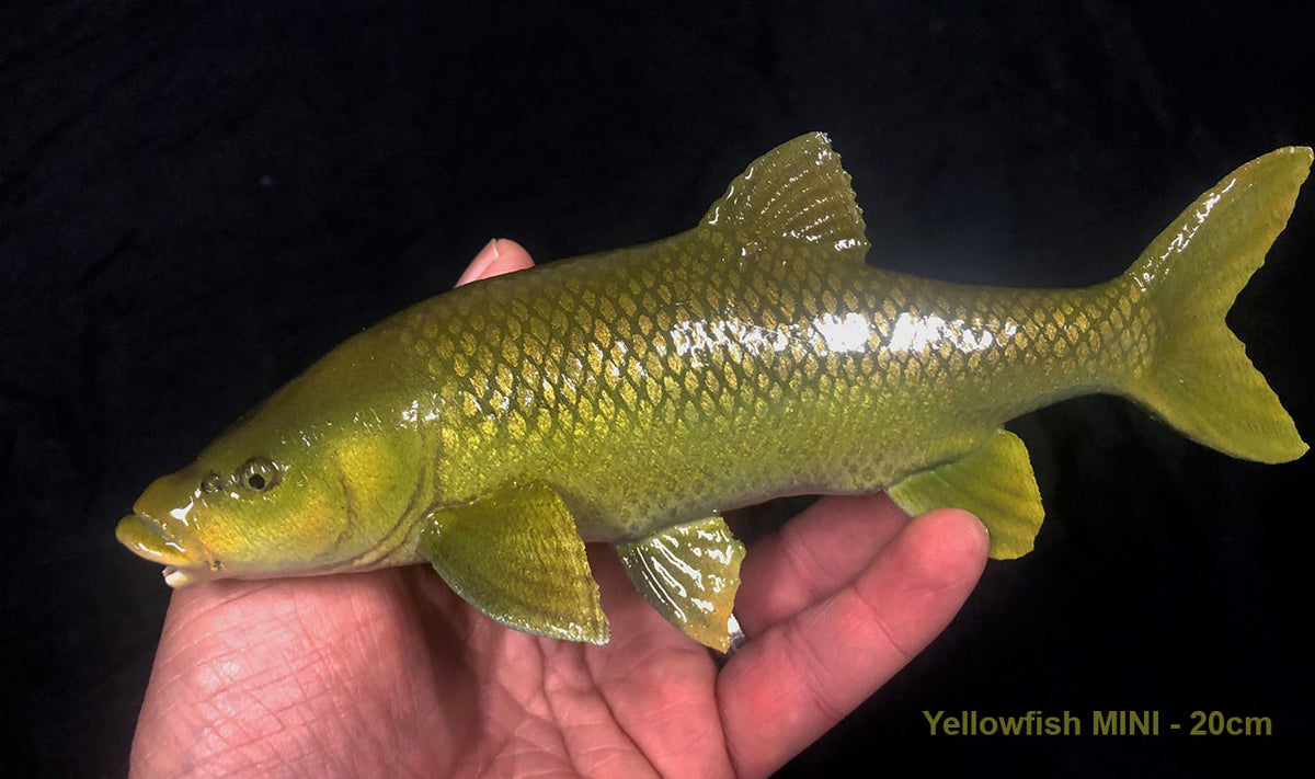 Smallmouth Yellowfish Model