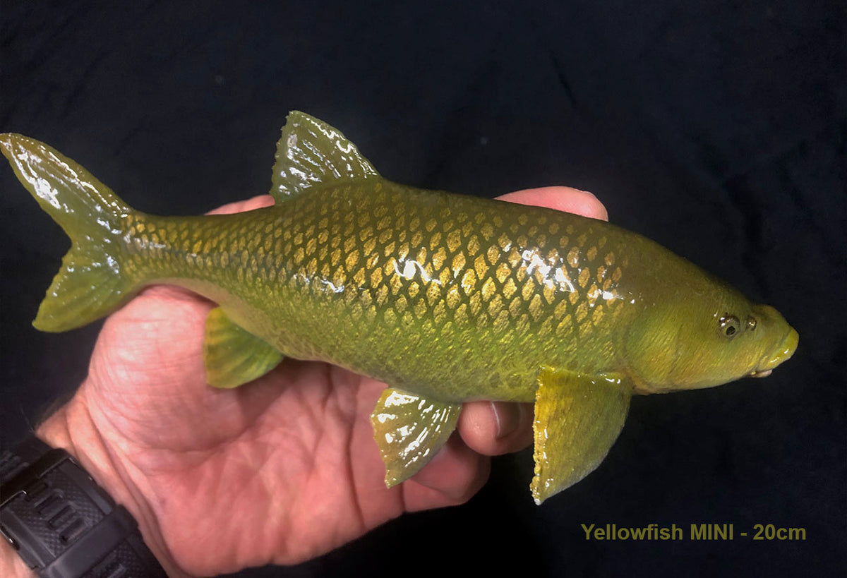 Smallmouth Yellowfish Model