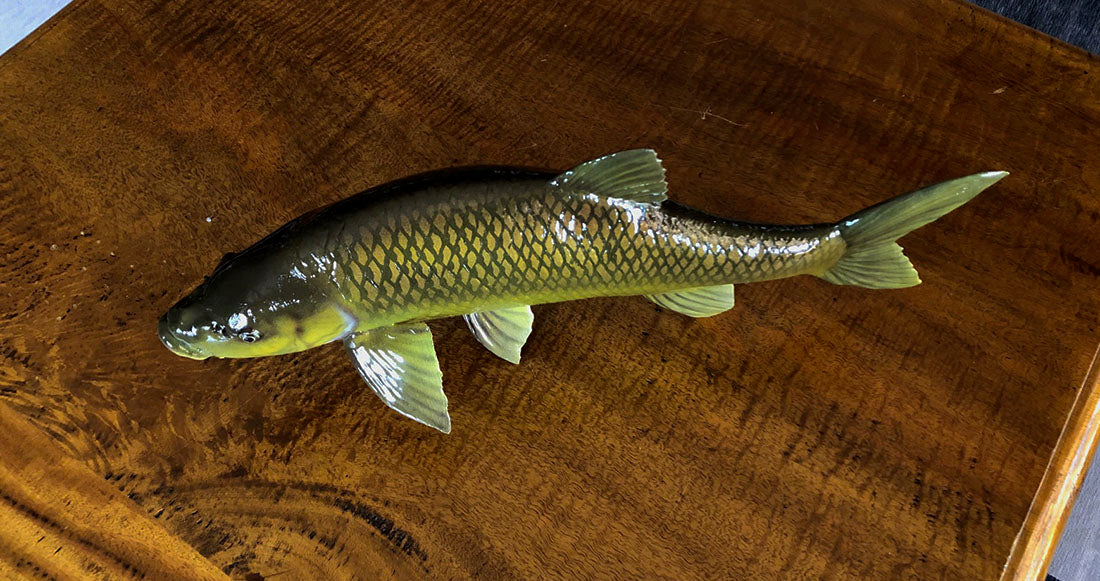 Smallmouth Yellowfish Model