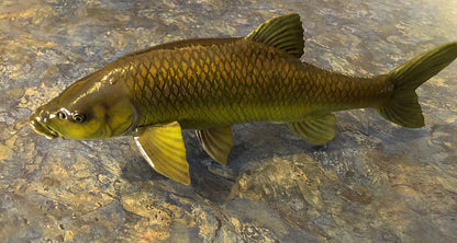 Smallmouth Yellowfish Model