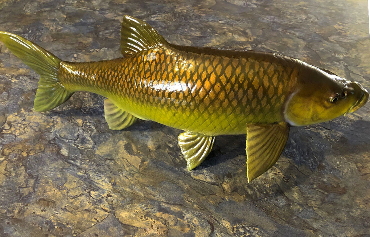 Smallmouth Yellowfish Model