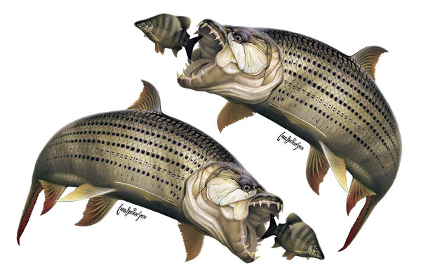 Tigerfish Decal