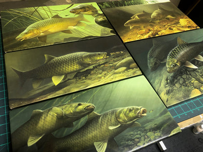 Yellowfish of South Africa (5 Print set)