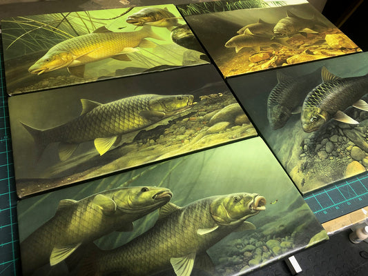 Yellowfish of South Africa (5 Print set)