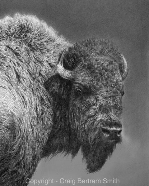 a pencil drawing of an american bison