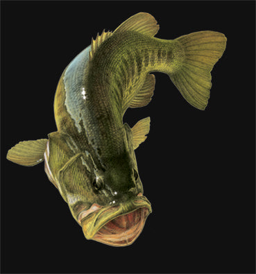 an illustration of a large mouth bass on a black background