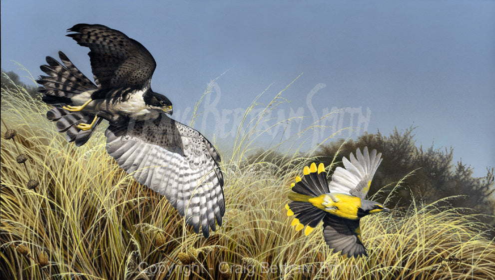 a painting of a black sparrow hawk chasing a bokmackierie over dry African grass veld