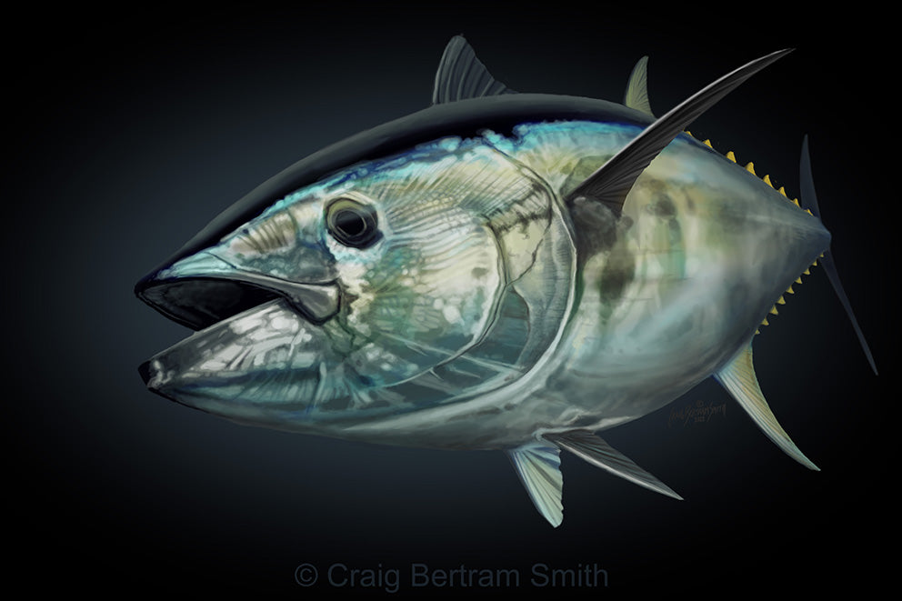 Zar Fish Bluefin Tuna – Craig Bertram Smith
