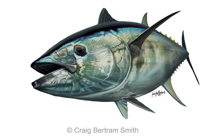 Bluefin Tuna