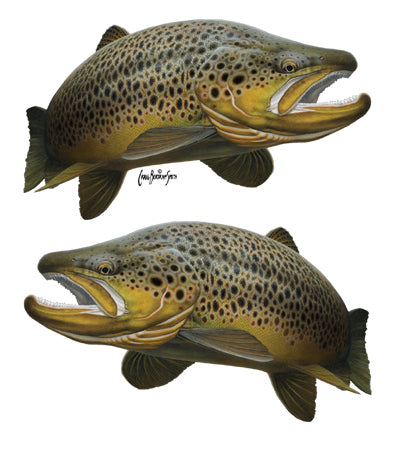 brown trout sticker or decal