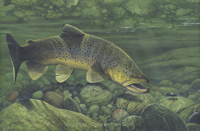 a painting of a brown trout about to take a fly
