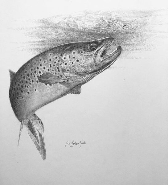 Brown Trout Rising Drawing