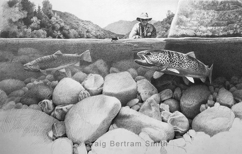 Brown Trout Preliminary Drawing – Craig Bertram Smith